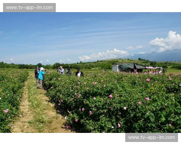 玫瑰与郁金香的绿茵博弈：当保加利亚遇上荷兰，一场跨越巴尔干与大西洋的灵魂对话